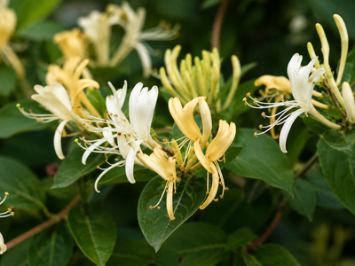 Magnolia Flower