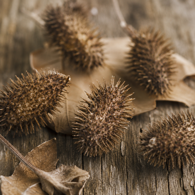 Cocklebur Fruit